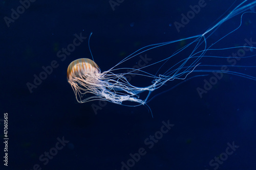 Jellyfish on a blue background from Aquarium in Prague.