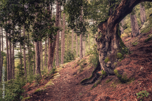 A track leading past a twisted old tree and in between tall pine trees in the Tartagine forest in the Balagne region of Corsica