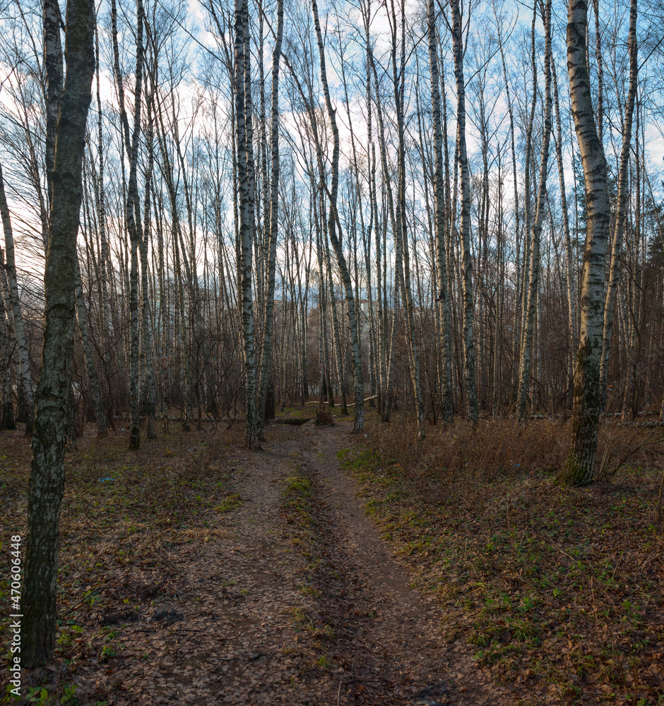 A path in a winter forest without snow A path in a winter forest without snow