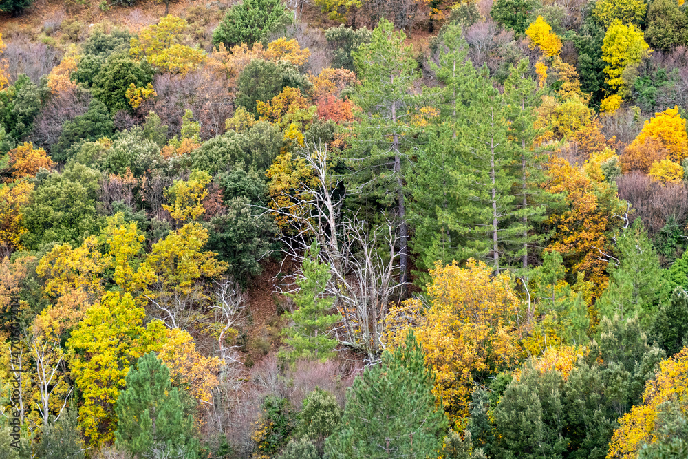 Colourful foliage in Autumn of deciduous and evergreen trees surround some dead trees in the Tartagine forest in the Balagne region of Corsica