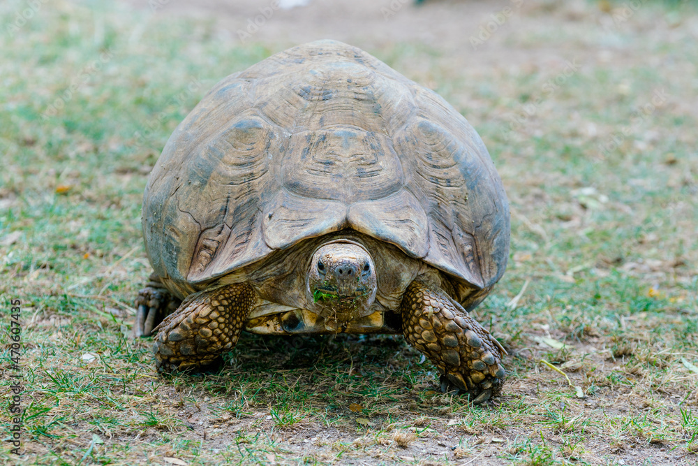 Obraz premium turtle on the ground