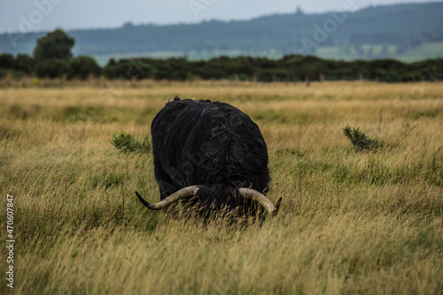 toro