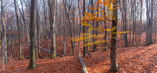 Autumn beech forest with almost completely fallen foliage