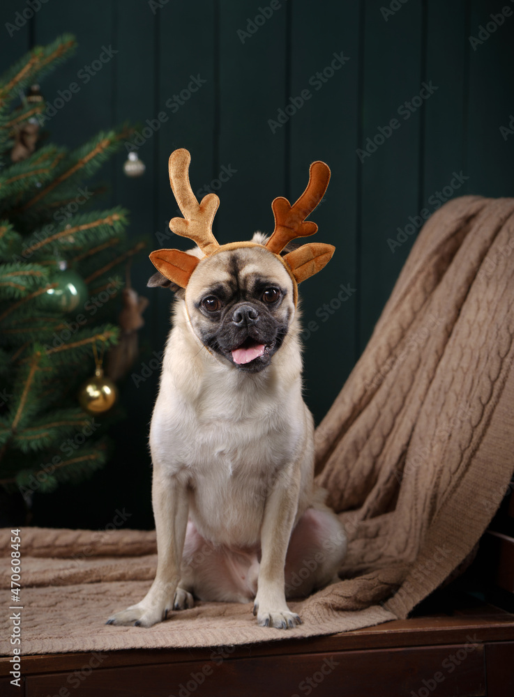 dog in christmas horns. New Year's mood with pet. pug in holiday interior at home