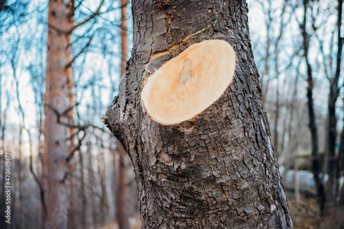 A fresh cut of a tree. Taking care of the forest. Cleaning of dry branches.