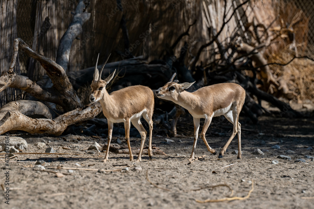 A Rhim Gazelle in Palm Springs, California