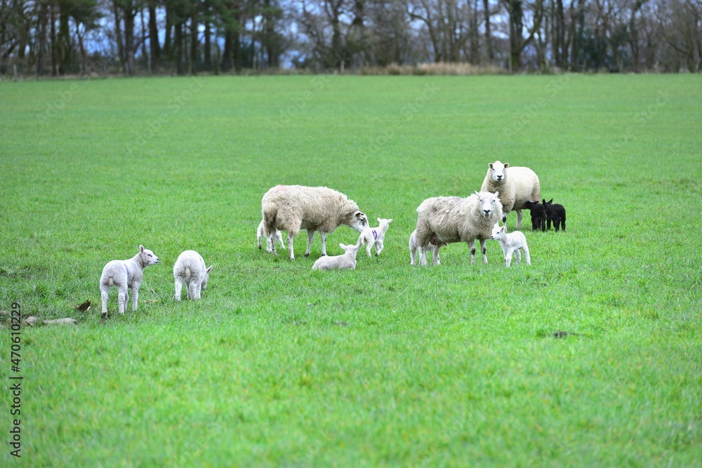 new born lambs new born lambs