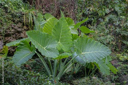 View of colocasia gigantea better known as giant elephant ear plant on natural limestone background in forest, Chiang Dao, Thailand photo