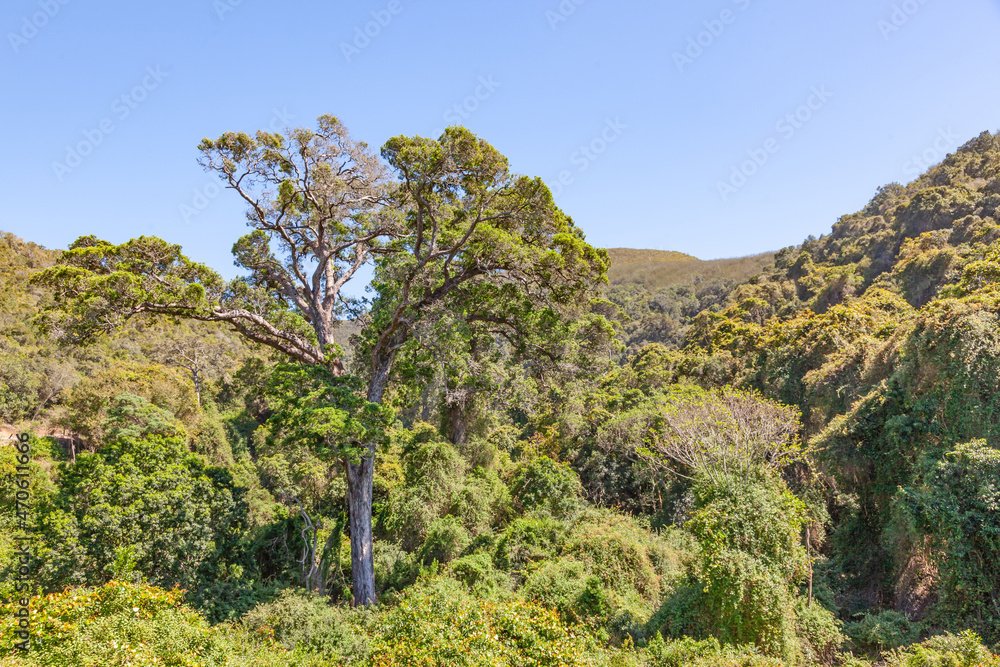 Grootrivier Pass Indigenous Forest