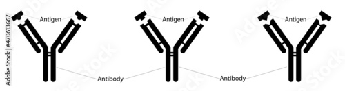 Different types of antigens and different types of antibodies. Human immunity. Fighting viruses. Epitope and paratope.