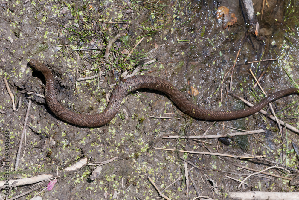 Northern Water Snake slithering along the ground Northern Water Snake slithering along the ground