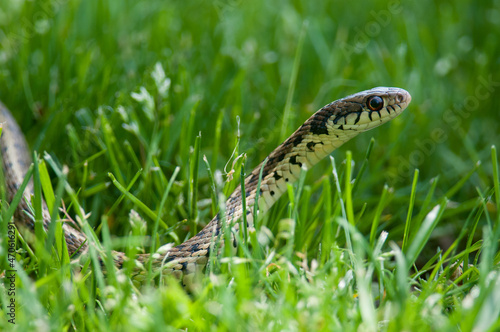 Common Garter Snake head raised above the grass