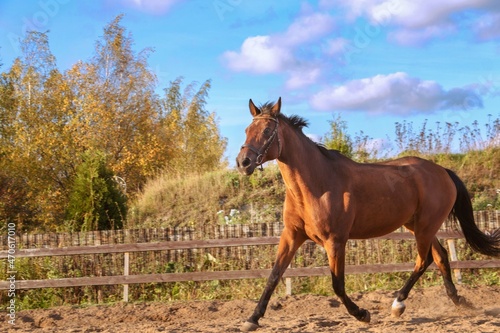 A horse runs fast through the corral © Irina