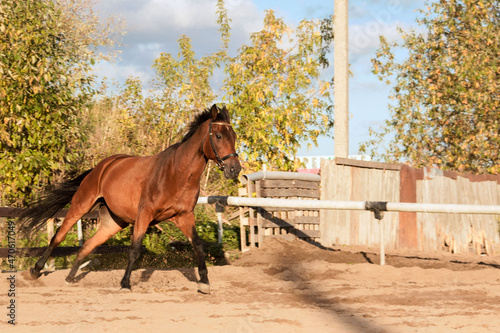 A horse plays in the corral on a sunny autumn day.