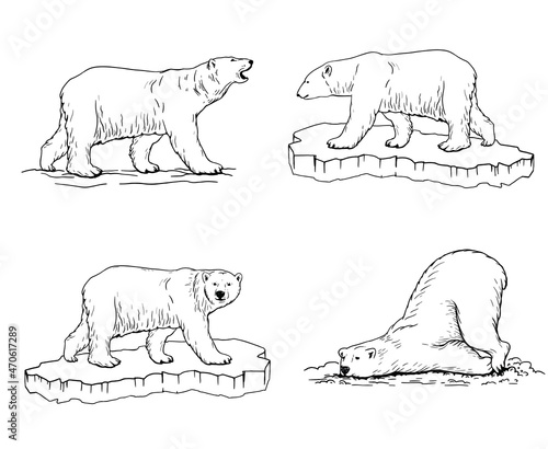 polar bear. Hand drawn illustrations. Vector sketch