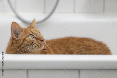 Cute ginger cat in a domestic bathtub. looking sideways. 