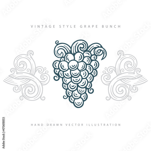 Grape and vine. Vintage engraving style grape and vine illustration. Grape hand drawn graphic. Part of set.