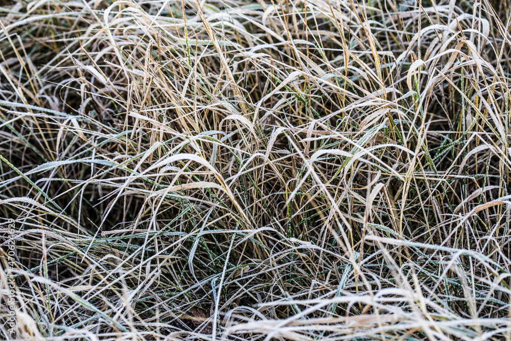 Grass with leaves in frost covered with hoarfrost in cold season, shallow depth of field, selective focus. Grass with leaves in frost covered with hoarfrost in cold season, shallow depth of field, selective focus.