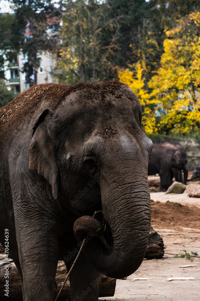 Fototapeta premium Elefant beim Fressen