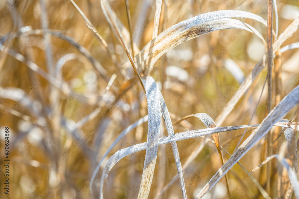 Fototapeta premium Yellow dry uncut grass in spring as a background