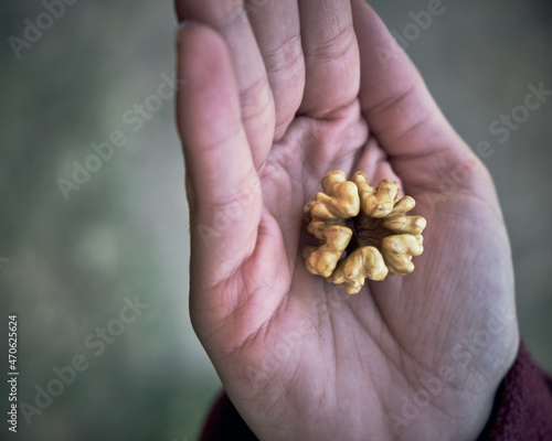 Walnut kernel held in the hand by a girl on a sunny day