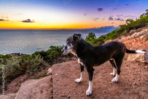black and white old medium sized dog with beautiful outdoors sunset background