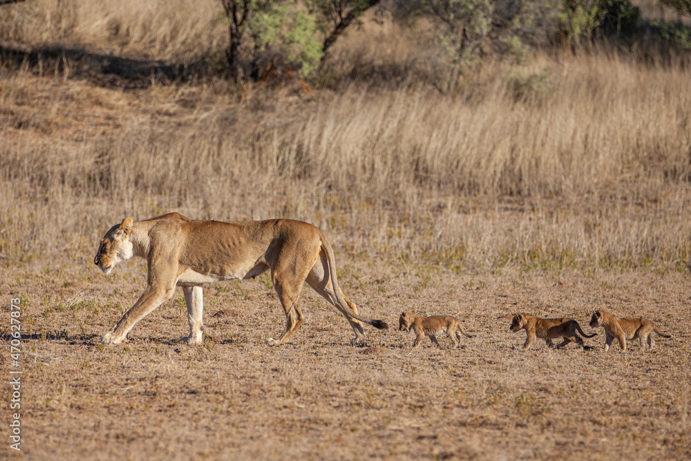 Lioness struggles to keep her lion cubs under control in the Kgalagadi Park, South Africa Lioness struggles to keep her lion cubs under control in the Kgalagadi Park, South Africa