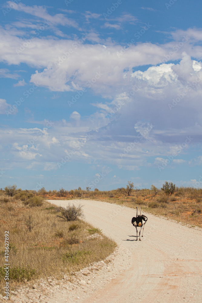 A male ostrich with its young standing on the top of a dune in the Kalahari desert, South Africa A male ostrich with its young standing on the top of a dune in the Kalahari desert, South Africa