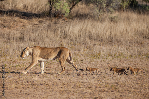 Lioness struggles to keep her lion cubs under control in the Kgalagadi Park  South Africa