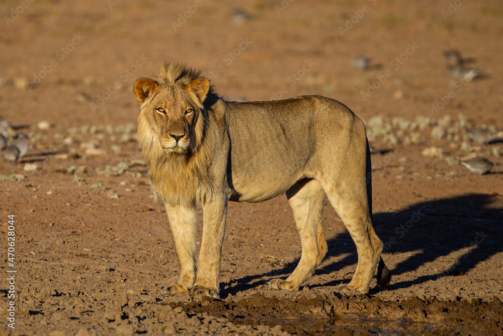 Young black-maned lions drinking and resting at a waterhole in the Kgalagadi, South Africa Young black-maned lions drinking and resting at a waterhole in the Kgalagadi, South Africa