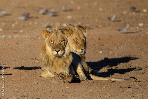 Young black-maned lions drinking and resting at a waterhole in the Kgalagadi  South Africa