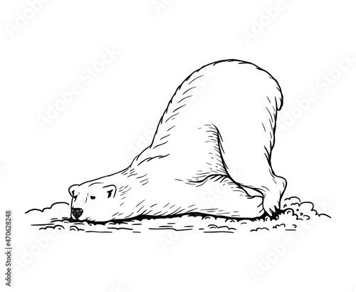 polar bear. Hand drawn illustrations. Vector sketch