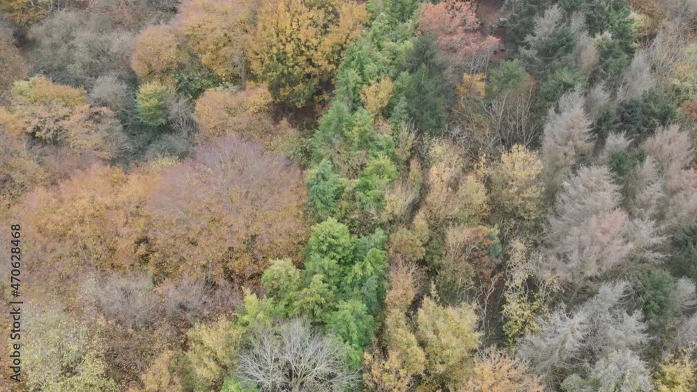 Moving forwards top down view from tree canopy.
Autumn nature video clip. Moving forwards top down view from tree canopy.
Autumn nature video clip.