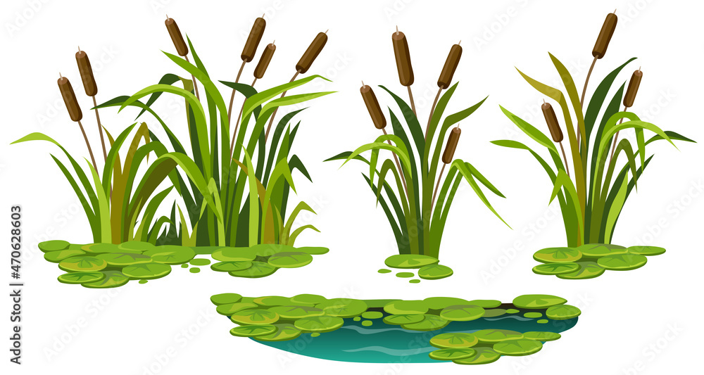 Marsh reed, grass. Set of swamp cattails, water lily in water. Vector bulrush for computer games isolated on white background. - obrazy, fototapety, plakaty 