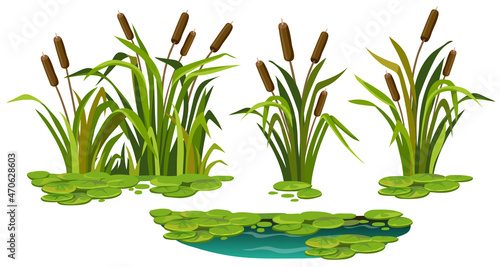 Marsh reed, grass. Set of swamp cattails, water lily in water. Vector bulrush for computer games isolated on white background.