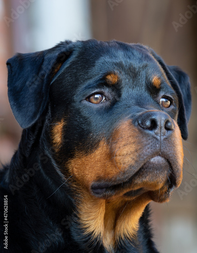 Junger Rottweiler
