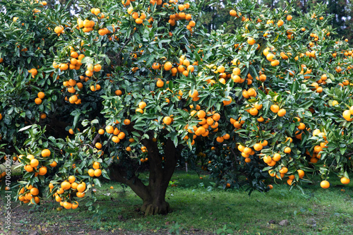 fresh sweet and delicious persimmon, 신선하고 달콤하고 맛있는 제주도 밀감농장의 밀감나무와 밀감 photo