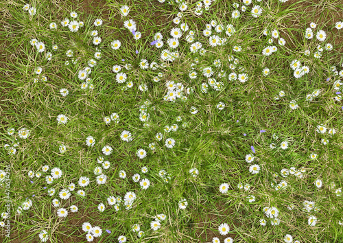 Grass and flowers. Top view. Render 3d