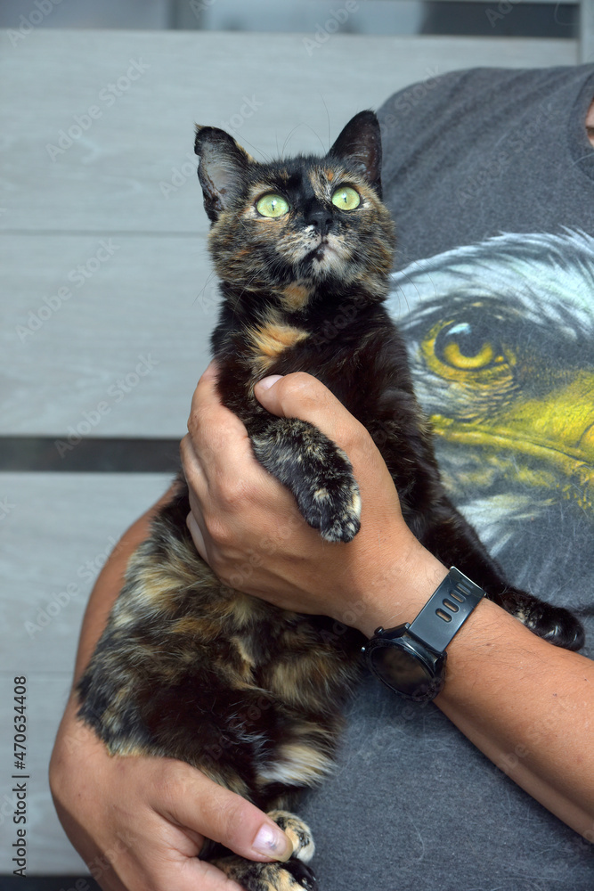young cute tortoiseshell cat in hands young cute tortoiseshell cat in hands