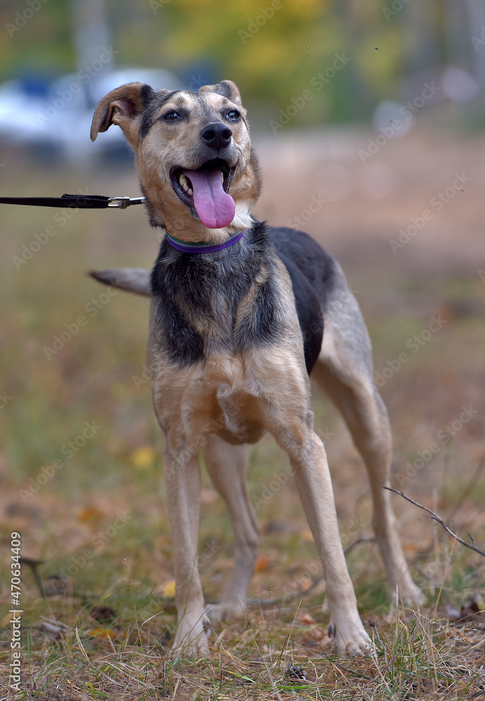 mongrel dog brown and gray sticking out his tongue, pleased