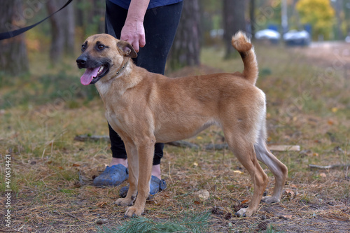 ginger mongrel dog at animal shelter