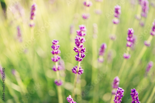 Summer lavender. Floral background. Shallow depth of field 