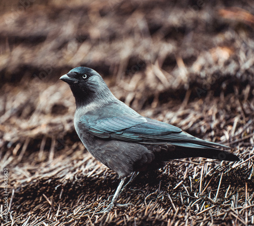Crow on roof