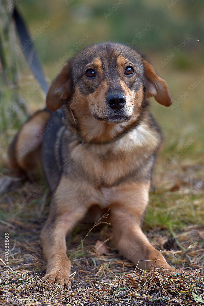 cute sad scared brown mongrel puppy