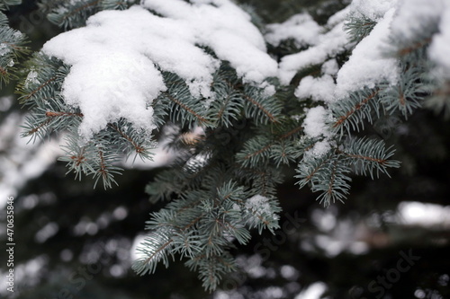 Branches of blue spruce covered with snow. New Year. Christmas. Holiday