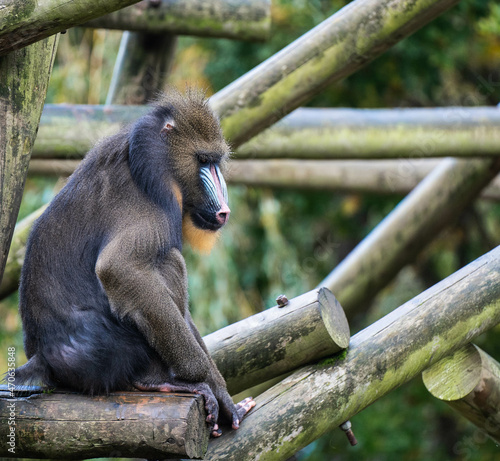 Mandrill monkey sitting on log