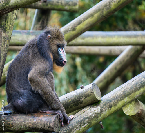 Mandrill sitting on log
