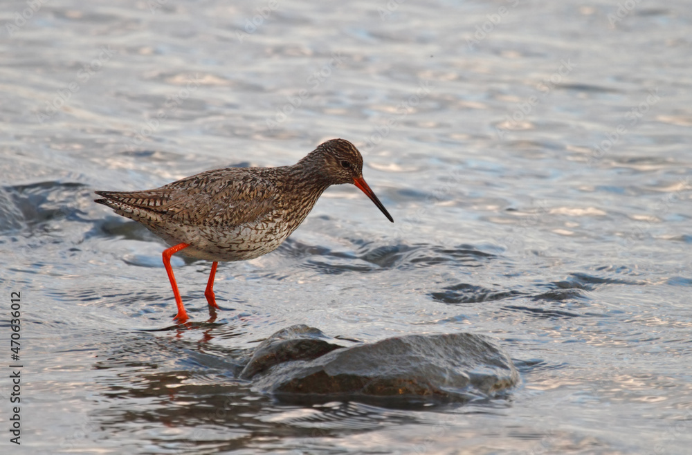 redshank at the coast redshank at the coast