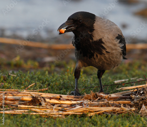 hooded crow eating photo