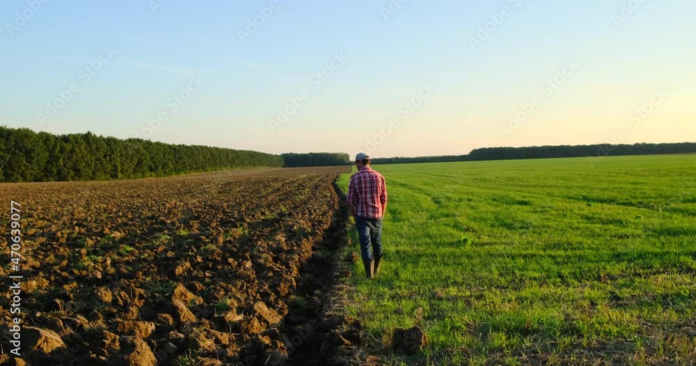 Green farmers field and forest. farmers examing planted young wheat during winter season. Confident mature farmer in agricultural field. a farmer in a plaid shirt walks the ranch Texas USA Green farmers field and forest. farmers examing planted young wheat during winter season. Confident mature farmer in agricultural field. a farmer in a plaid shirt walks the ranch Texas USA